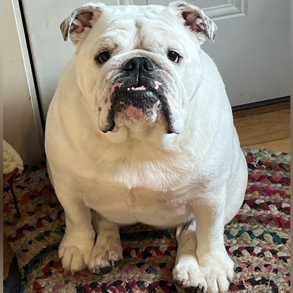 MEET YOUR POSHER - Picture 2 of 12